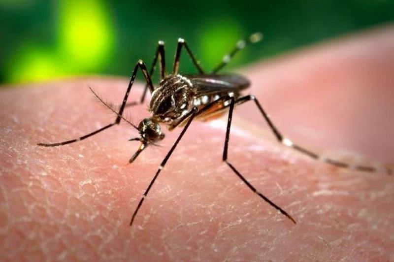 Sopesp - OGMOSA realiza ação de combate ao Aedes Aegypti no Porto