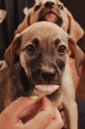 Adoção comunitária garante bem-estar de pets de rua