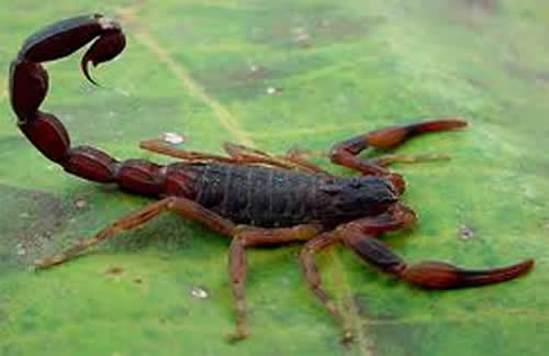 Sinantropicos, São Paulo SP